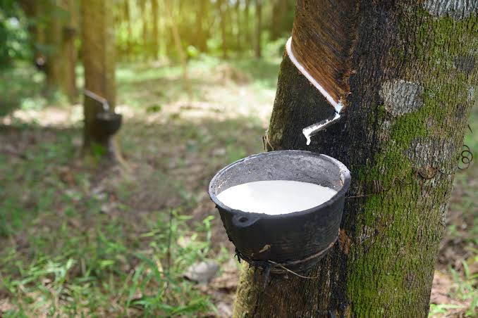 Latex tapped from a rubber tree on a Sri Lankan estate
